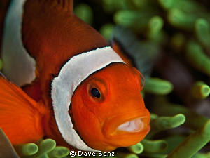 Hey Nemo...how are you ??? by Dave Benz 